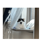 きなこだいふくすたんぷ（個別スタンプ：31）