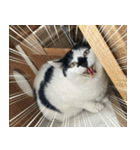 きなこだいふくすたんぷ（個別スタンプ：32）