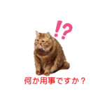 たわなつ7（個別スタンプ：12）