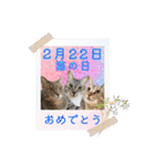 テヌレオポンVol.3猫の日スタンプ（個別スタンプ：1）