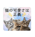 テヌレオポンVol.3猫の日スタンプ（個別スタンプ：3）