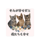 テヌレオポンVol.3猫の日スタンプ（個別スタンプ：11）