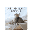 テヌレオポンVol.3猫の日スタンプ（個別スタンプ：17）