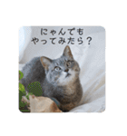 テヌレオポンVol.3猫の日スタンプ（個別スタンプ：18）