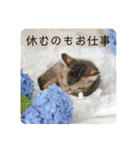 テヌレオポンVol.3猫の日スタンプ（個別スタンプ：27）