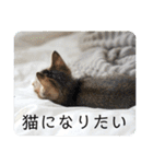 テヌレオポンVol.3猫の日スタンプ（個別スタンプ：29）