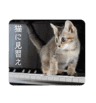 テヌレオポンVol.3猫の日スタンプ（個別スタンプ：32）