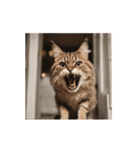 動く！怒るリアル猫（個別スタンプ：6）