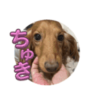 わんこのきもち3（個別スタンプ：1）