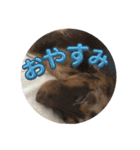 わんこのきもち3（個別スタンプ：3）