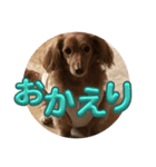 わんこのきもち3（個別スタンプ：9）