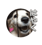 わんこのきもち3（個別スタンプ：13）