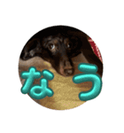わんこのきもち3（個別スタンプ：16）