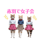 赤羽招き猫『赤羽猫✩*akabaneco』(修正版)（個別スタンプ：16）