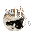 S家の猫っぽい2。（個別スタンプ：8）