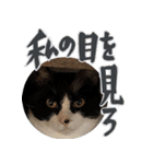 S家の猫っぽい2。（個別スタンプ：18）