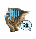 パニック障害とねこ（個別スタンプ：10）