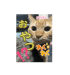 パニック障害とねこ（個別スタンプ：12）