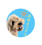 大阪弁庶民派トイプードル（個別スタンプ：2）