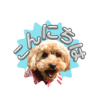 大阪弁庶民派トイプードル（個別スタンプ：3）