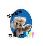 大阪弁庶民派トイプードル（個別スタンプ：5）
