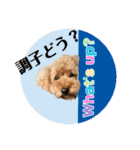 大阪弁庶民派トイプードル（個別スタンプ：6）