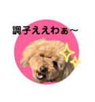 大阪弁庶民派トイプードル（個別スタンプ：7）