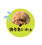大阪弁庶民派トイプードル（個別スタンプ：8）