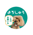 大阪弁庶民派トイプードル（個別スタンプ：9）
