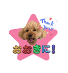 大阪弁庶民派トイプードル（個別スタンプ：10）