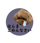 大阪弁庶民派トイプードル（個別スタンプ：11）