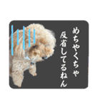 大阪弁庶民派トイプードル（個別スタンプ：12）