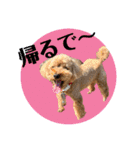 大阪弁庶民派トイプードル（個別スタンプ：13）