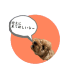 大阪弁庶民派トイプードル（個別スタンプ：14）