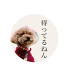 大阪弁庶民派トイプードル（個別スタンプ：15）