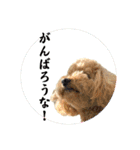 大阪弁庶民派トイプードル（個別スタンプ：17）