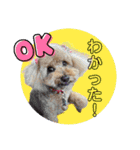 大阪弁庶民派トイプードル（個別スタンプ：18）