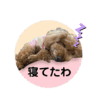 大阪弁庶民派トイプードル（個別スタンプ：19）