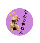 大阪弁庶民派トイプードル（個別スタンプ：20）