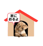大阪弁庶民派トイプードル（個別スタンプ：21）