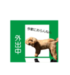 大阪弁庶民派トイプードル（個別スタンプ：22）