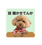 大阪弁庶民派トイプードル（個別スタンプ：23）