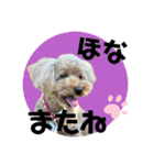 大阪弁庶民派トイプードル（個別スタンプ：24）