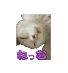 ぷっちぷー（個別スタンプ：6）