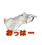ぷっちぷー（個別スタンプ：7）
