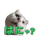 ぷっちぷー（個別スタンプ：8）