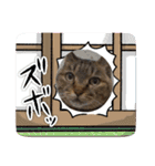 癒し系ねこちゃんあいさつスタンプ（個別スタンプ：6）