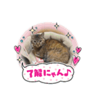 癒し系ねこちゃんあいさつスタンプ（個別スタンプ：23）