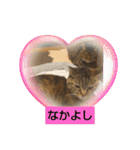 癒し系ねこちゃんあいさつスタンプ（個別スタンプ：27）