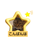 癒し系ねこちゃんあいさつスタンプ（個別スタンプ：30）